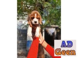 used TOP SHOW QUALITY BEAGLE WITH VACCINE AVL FOR REHOMING 7042450221 for sale 